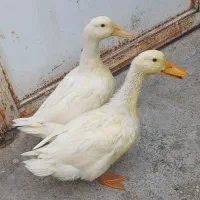 فروش دو مرغابی بزرگ