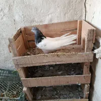 گوی باش تعدادی تهرانی