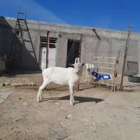 نربزسانن تخمی