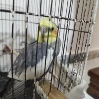 عروس هلندی صحبت هم میکنه با قفس