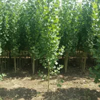 نهال صنوبر شال  درجه یک برای زراعت چوب