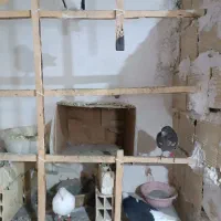 کفتر پرشی|پرنده|کرج, حسین‌آباد|دیوار