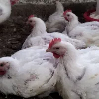 مرغ گوشتی ارگانیک|حیوانات مزرعه|فاضل آباد, |دیوار