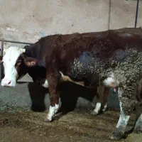 گاو سیمینتال