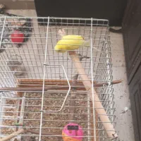 مرغ عشق نر بالغ