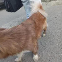 یک عدد سگ فروشی هستش|سگ|رشت, حمیدیان|دیوار