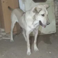 سگ اصیل سرابی