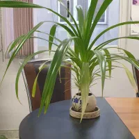 گیاه پاندانونس به همراه گلدان زیبا