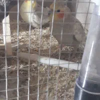 عروس هلندی|پرنده|بروجرد, |دیوار