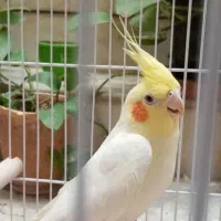 یک عدد عروس هلندی|پرنده|شیراز, پودنک|دیوار