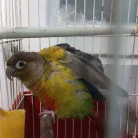 طوطی گرینچیک|پرنده|اسلامشهر, شهرک مهدیه|دیوار