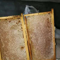 خریدار عسل تغذیه