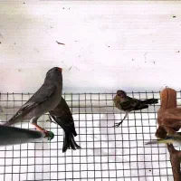 سهره طوسی گل بسر و سینه سرخ معاوضه با کفتر|پرنده|کرمان, |دیوار