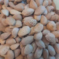 فروش بادام دیم پرمغز وکاملا اورگانیک
