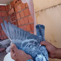 کویی سبز|پرنده|بم, |دیوار