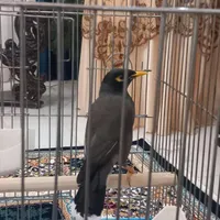 مرغ مینا گم شده