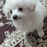 سگ پامر|سگ|سنندج, |دیوار