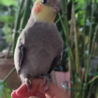 عروس هلندی نر و ماده