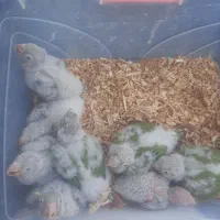 ۸ عدد سرلاکی گیرینچیک