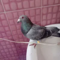 عکس نمایشی است