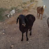 میش چینی اصل فروشی