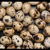 تخم تازه و نطفه دار بلدرچین