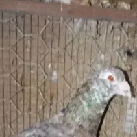 کبوتر دورگ زاجل باخت دادم