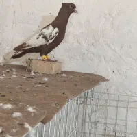 نر سینه سرخ بند آخر فروشی