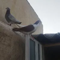 سارکاکلی ساده کلاغ دم خال دم سار سرخ پشتی|پرنده|مشهد, شیرودی|دیوار