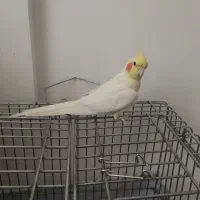 عروس هلندی کشیده مولد