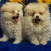 توله پامر با کیفیت