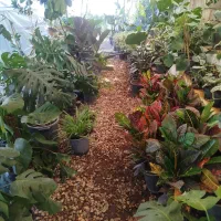 گل  خانه|گل و گیاه طبیعی|آزادشهر, |دیوار