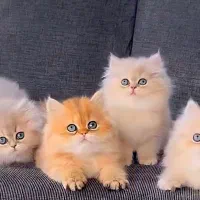 حرراآج گربه نژاد دار وشجره دار با واکسیناسیون کامل