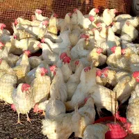 مرغ تخمگذار