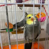 یه جفت عروس هلندی    هویزه