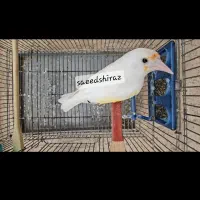 معاوضه سهره سفید کرمونی جفتخور تضمینی