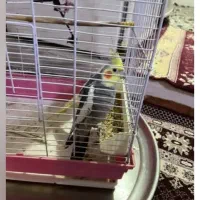 عروس هلندی نر ماده با قفس|پرنده|محمدشهر, جعفرآباد|دیوار