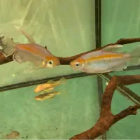 دو عدد تترا کنگو بالغ