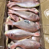 فروش انواع ماهی و میگو منجمد دریایی