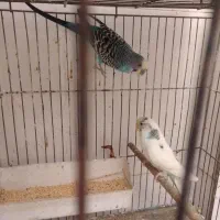 مرغ عشق نرو ماده باجوجه