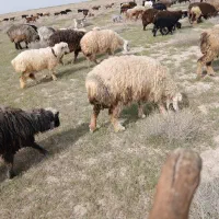 فروشگوسفند