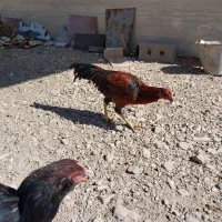 فروش خروس بجه لاری|حیوانات مزرعه|ترکمانچای, |دیوار