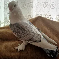 کبوتر نقش کفتر پرشی