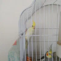 عروس هلندی|پرنده|تربت‌حیدریه, ده پائین|دیوار