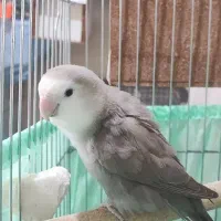 جفت کوتوله برزیلی مولد رنگ خاص با جوجه و قفس،لوازم