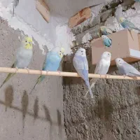 مرغ عشق رینبو|پرنده|علی‌آباد کتول, |دیوار