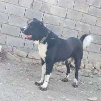 سگ قدرجونی اصیل