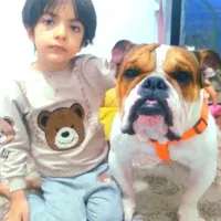 انگلیش بولداک وارداتی|سگ|چهاردانگه (تهران), |دیوار