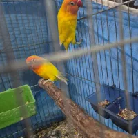 طوطی برزیلی فیشر طلایی|پرنده|اهواز, کیانپارس |دیوار