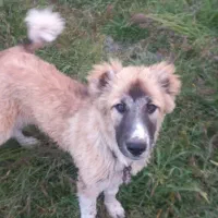 سگماده۹ماهه|سگ|ثمرین, |دیوار